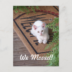 Carte Postale Faire-part Nous Avons Déménagé White Kitten
