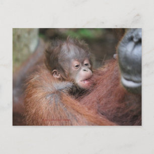 Carte Postale Faire-part Nouveau fils du bébé d'Akmad au camp Leakey