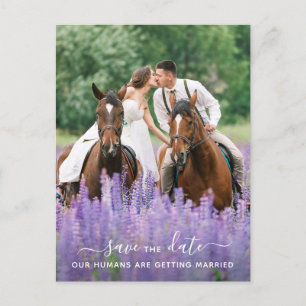 Carte Postale Faire-part Photo Équine Moderne Mariage Cheval Enregistrer La