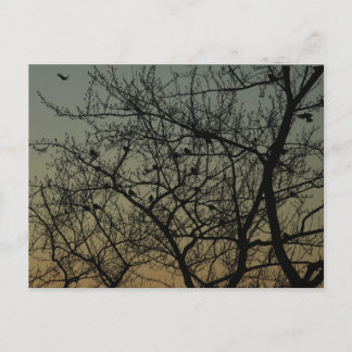 Carte Postale Faire-part "Robin Tree at Dawn"/Robin