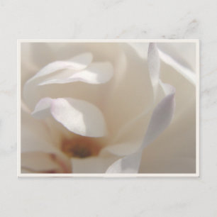 Carte Postale Faire-part Romantique ivoire Magnolia Enregistrer la date