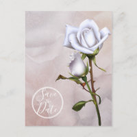 Roses Blanches Douces Romantiques Élégantes Sauveg