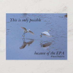Carte Postale Faire-part Sauvez l'EPA Snowy Egret Heron