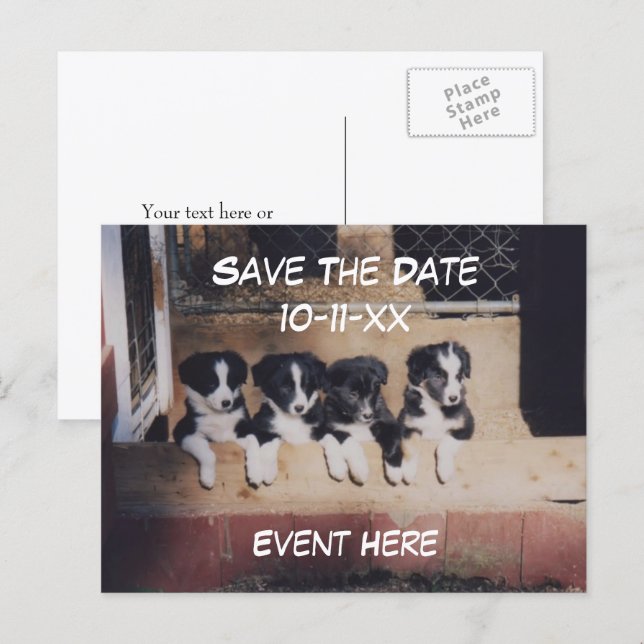 Carte Postale Faire-part Save The Date Border Collie Puppies Dog  (Devant / Derrière)