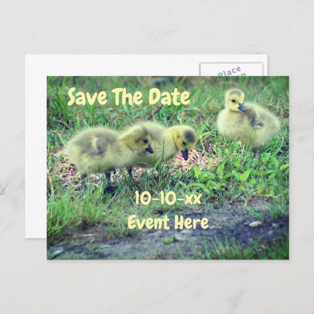 Carte Postale Faire-part Save The Date Canada Geese Babies Nature  (Devant / Derrière)