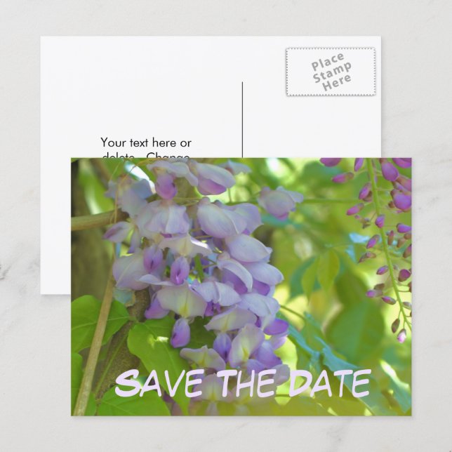 Carte Postale Faire-part Save The Date Wisteria Flower  (Devant / Derrière)