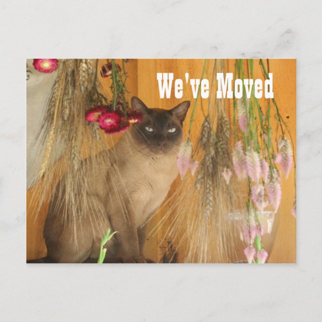 Carte Postale Faire-part Siamese Cat Nouvelle adresse (Devant)