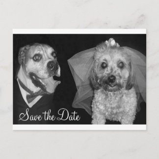 Carte Postale Faire-part Toutou, Sauvegarder la Date