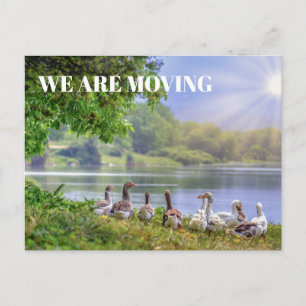 Carte Postale Faire-part Wild Geese Lake Blue Sky Sunshine Change Adresse