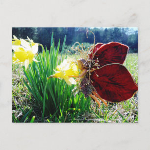 Carte Postale Fairy in the Daffodils