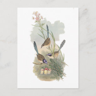 Carte Postale Fairywren à couronne violette