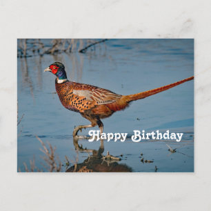Carte Postale Faisan Bleu Photo Anniversaire Eau