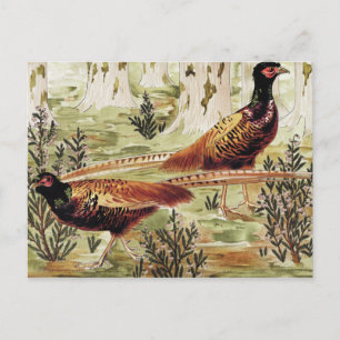 Carte Postale Faisans ordinaires by Maurice Pillard Verneuil