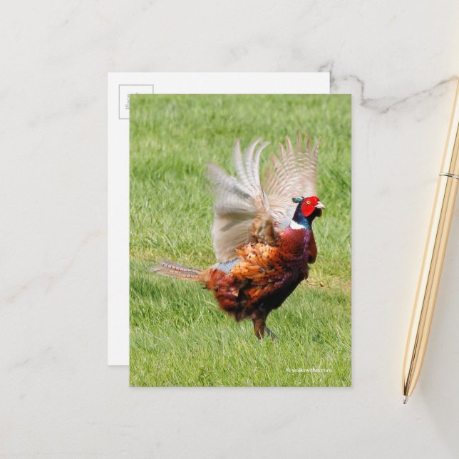Carte Postale Faisant à cou à anneaux en herbe (Devant/Arrière en situation)