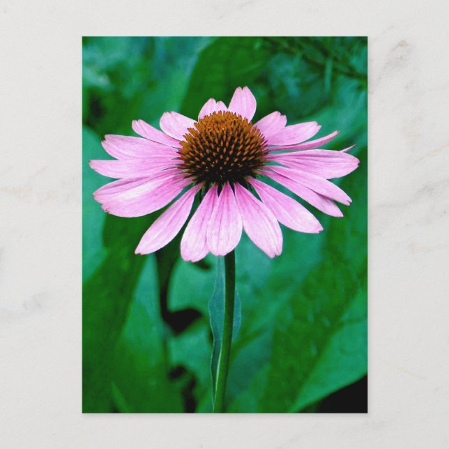 Carte Postale Faisée de confleur violet (Devant)