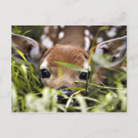 Carte postale - Faite