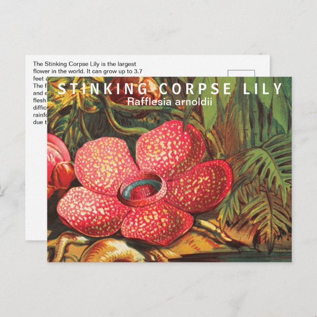 Carte Postale Faits intéressants Fleur la plus grande (Devant / Derrière)