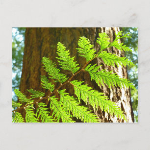 Carte Postale Faits saillants d'un séquoia botanique