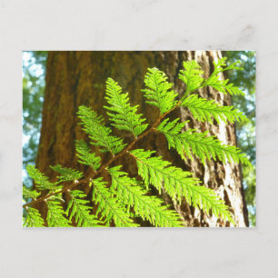 Carte Postale Faits saillants d'un séquoia botanique