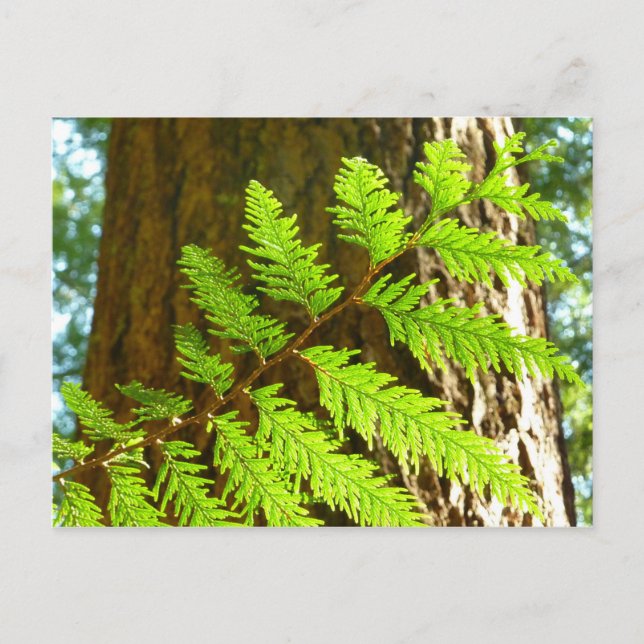 Carte Postale Faits saillants d'un séquoia botanique (Devant)