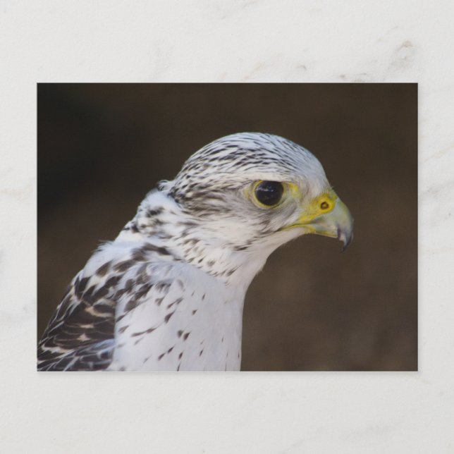 Carte Postale Falco rusticole (Devant)