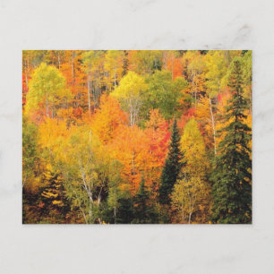 Carte Postale Fall Foliage Valley