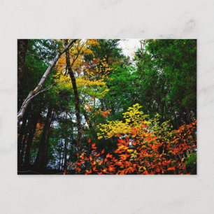 Carte Postale Fall in New England-postcard