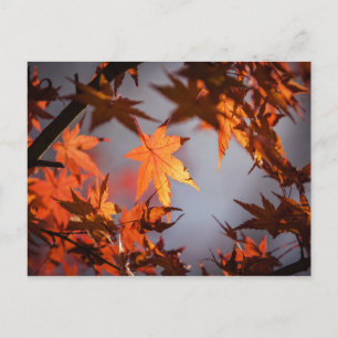 Carte Postale Fall Wonderland of Autumn Color