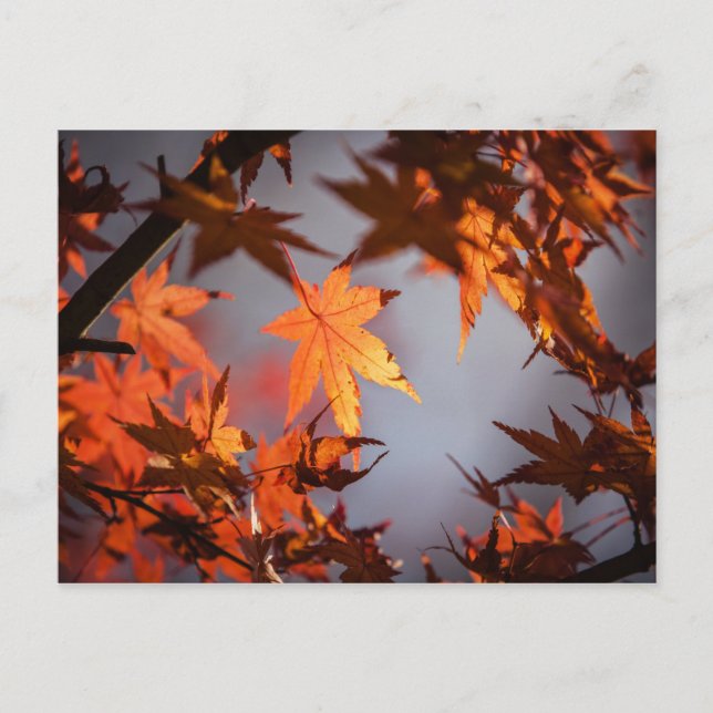 Carte Postale Fall Wonderland of Autumn Color (Devant)