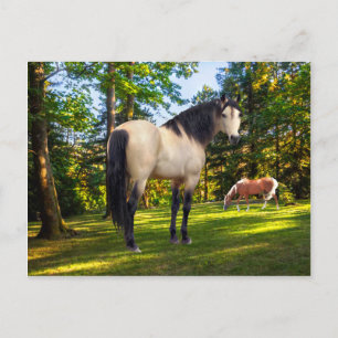 Carte Postale Fallon