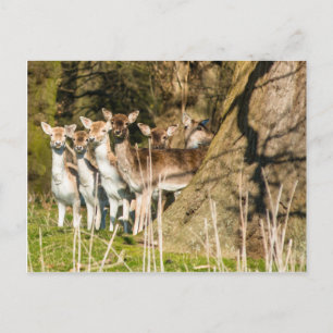 Carte Postale Fallow Deer at Holkham Park in Norfolk England UK