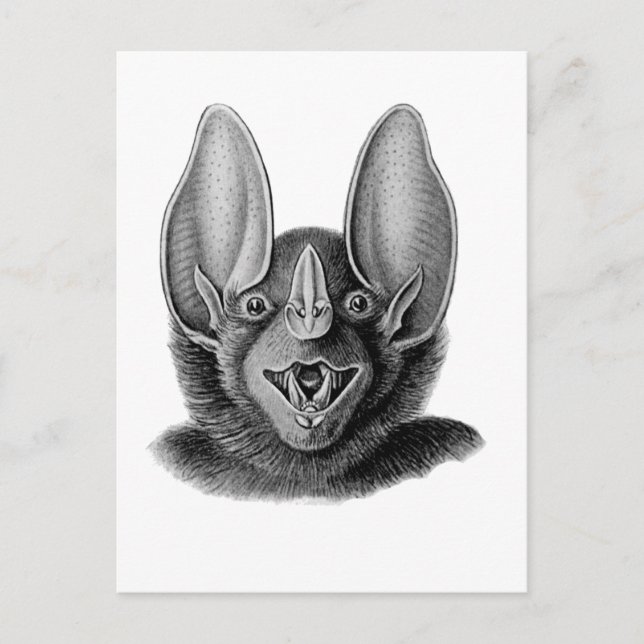 Carte Postale False Vampire Bat (Devant)