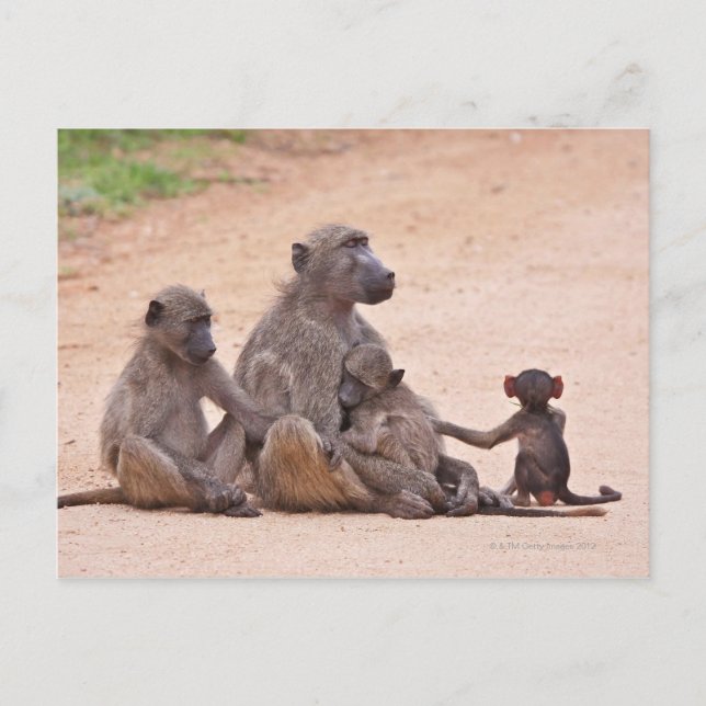 Carte Postale Famille Baboon assise à terre (Devant)
