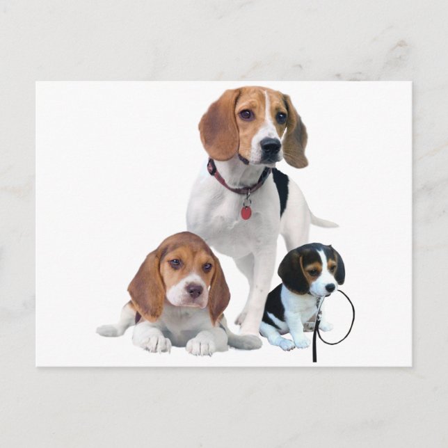 Carte Postale Famille beagle (Devant)