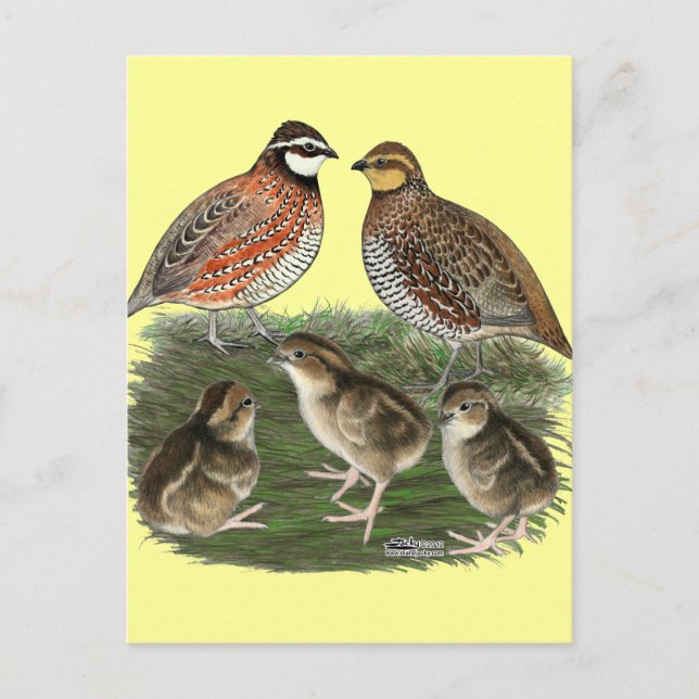 Carte Postale Famille Bobwhite Quail (Devant)