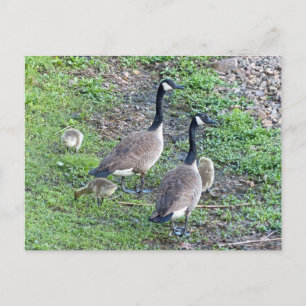 Carte Postale Famille canadienne d'oies