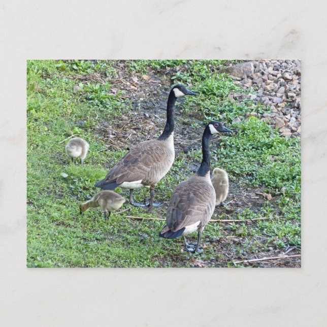 Carte Postale Famille canadienne d'oies (Devant)