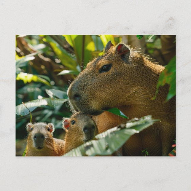 Carte Postale Famille Capybara en habitat tropical (Devant)