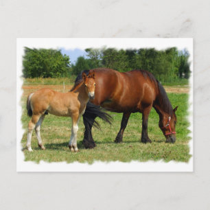Carte postale Famille Cheval