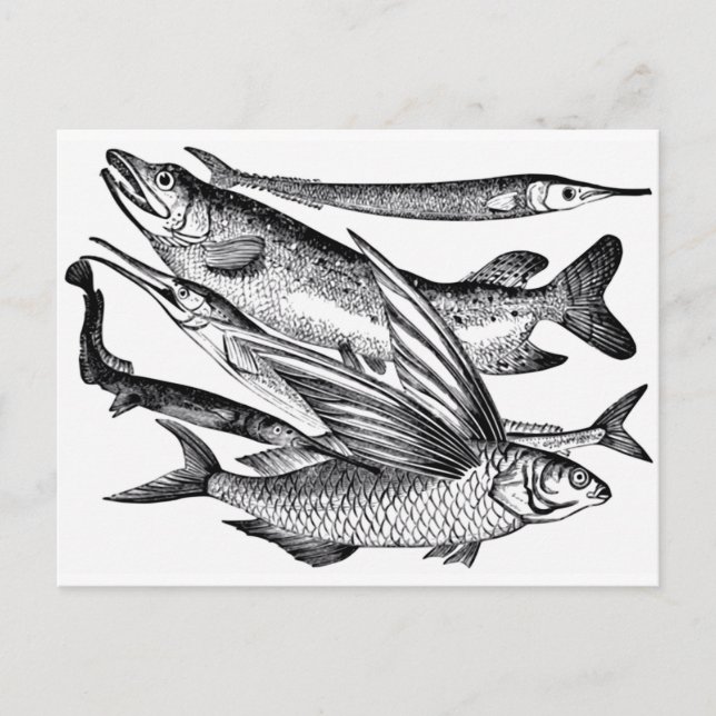 Carte Postale Famille de brochets - Poisson (Devant)
