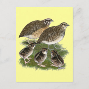 Carte Postale Famille de cailles Coturnix