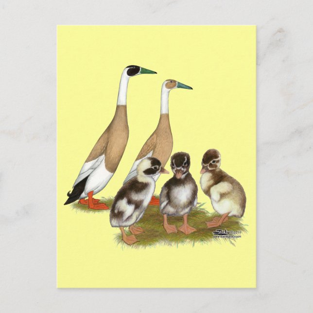 Carte Postale Famille de canards coureurs bigarrés (Devant)