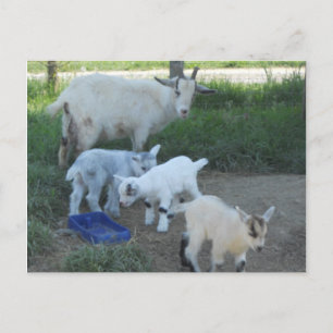 Carte Postale Famille de chèvres