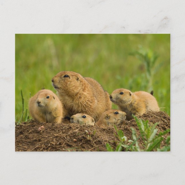 Carte Postale Famille de chiens des Prairies à Den (Devant)