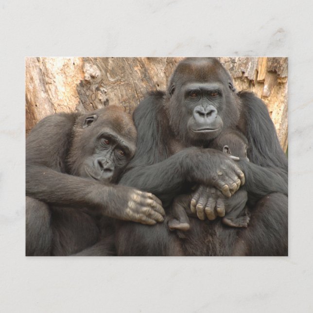 Carte Postale Famille de gorilles (Devant)