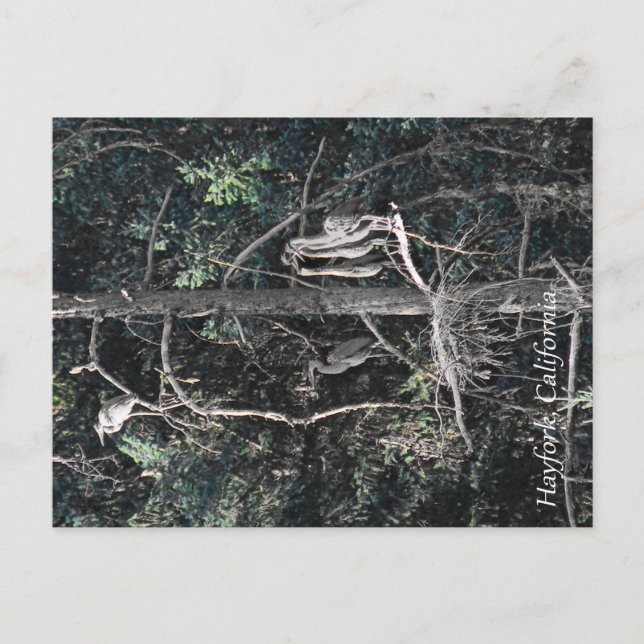 Carte Postale Famille de Héron... (Devant)