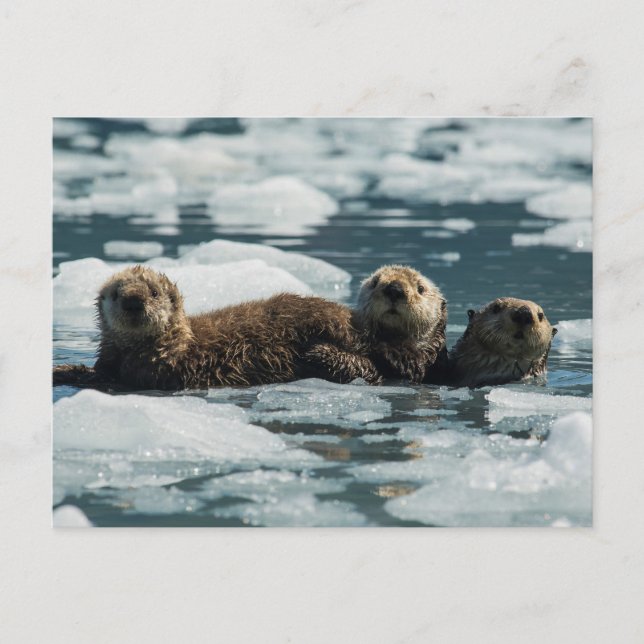Carte Postale Famille de loutres de mer (Devant)