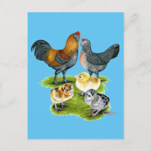 Carte Postale Famille de poules Ameraucana