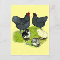Famille de poules Orpington bleues