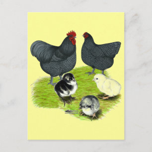 Carte Postale Famille de poulet bleu Orpington
